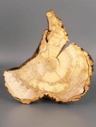 Спил дерева ива d 16-20 см ТВ-1923