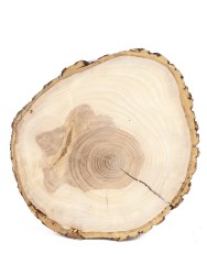 Спил дерева ясень d 20-23 см ТВ-1175