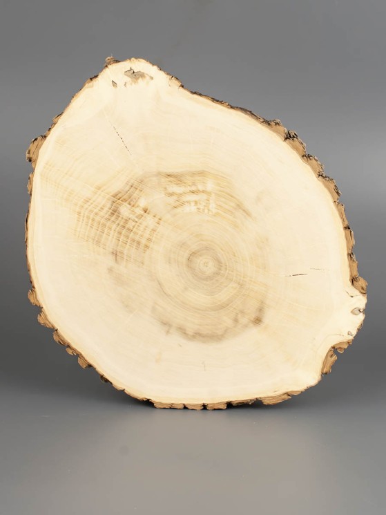 Спил дерева клён d 18-21 см ТВ-1817