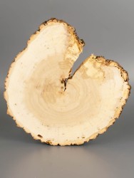 Спил дерева ива d 16-18 см ТВ-1924