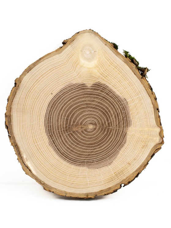Спил дерева ясень d 17-19 см ТВ-501