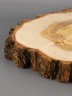 Спил дерева ива d 30-32 см ТВ-2117
