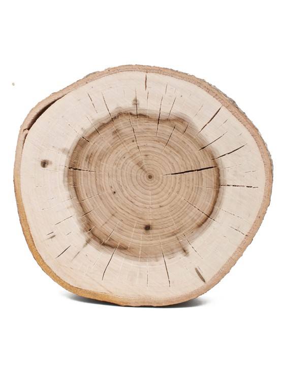 Спил дерева липа d 12-14 см ТВ-657