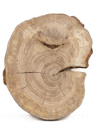 Спил дерева дуб d 26-34 см ТВ-723