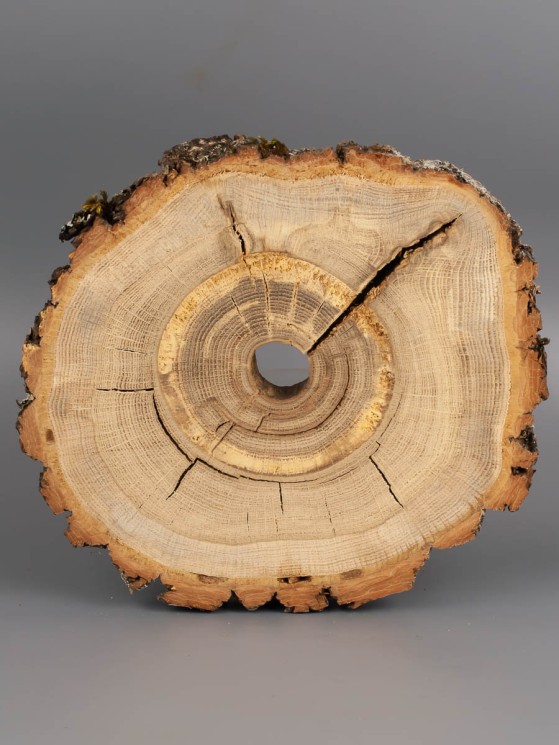 Спил дерева дуб d 18-22 см ТВ-1894