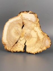 Спил дерева ива d 20-22 см ТВ-1925