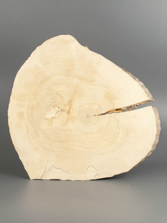 Спил дерева клён d 28-30 см ТВ-1819