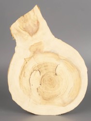 Спил дерева клён d 13-16 см ТВ-1926