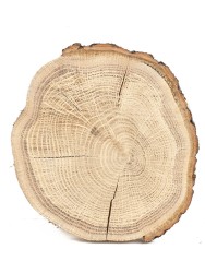 Спил дерева дуб d 13-15 см ТВ-1179