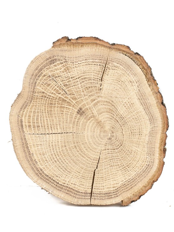 Спил дерева дуб d 13-15 см ТВ-1179