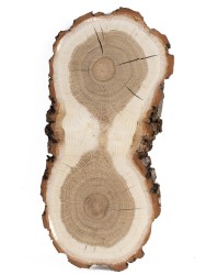Спил дерева дуб d 11-23 см, толщина 19-21 мм ТВ-276