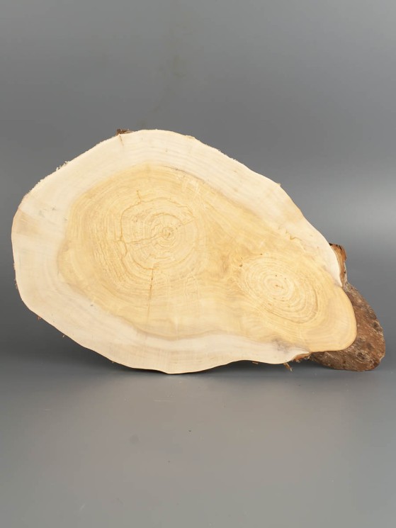 Спил дерева ива d 19-30 см ТВ-1823