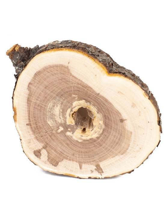 Спил дерева яблоня d 13-15 см ТВ-1403