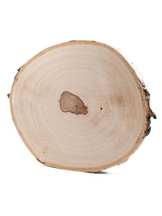 Спил дерева берёза d 20-22 см, толщина 20-21 мм ТВ-083