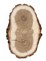 Спил дерева дуб d 13-21 см, толщина 17-21 мм ТВ-277