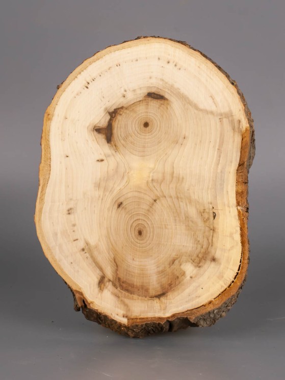 Спил дерева липа d 9-13 см ТВ-1931