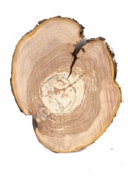 Спил дерева яблоня d 11-14 см ТВ-1404