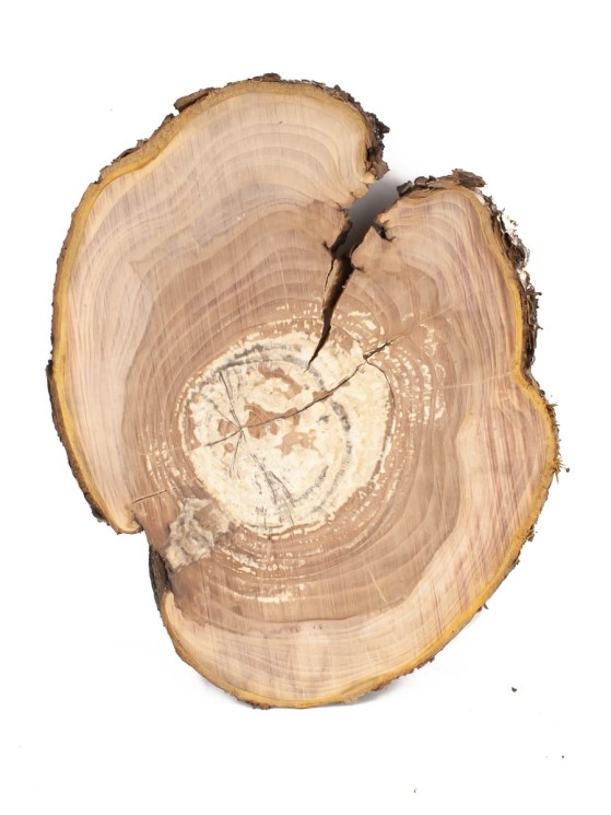 Спил дерева яблоня d 11-14 см ТВ-1404