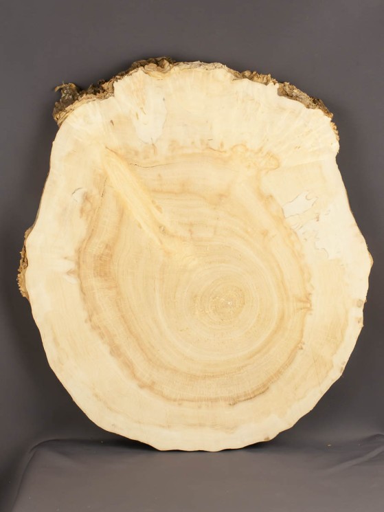 Спил дерева клён d 37-42 см ТВ-1724