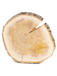 Спил дерева ива d 13-15 см ТВ-1494