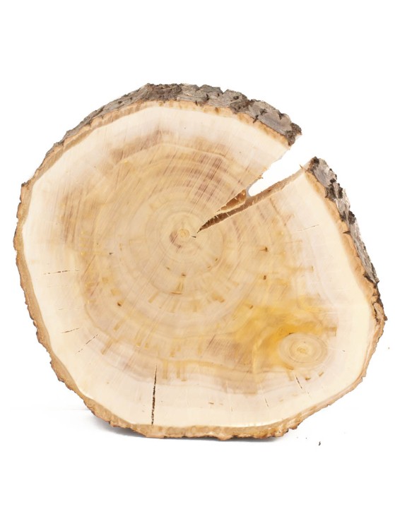 Спил дерева ива d 13-15 см ТВ-1494