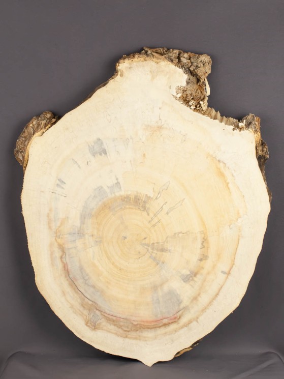 Спил дерева клён d 36-47 см ТВ-1726