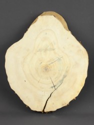 Спил дерева клён d 24-28 см ТВ-1495