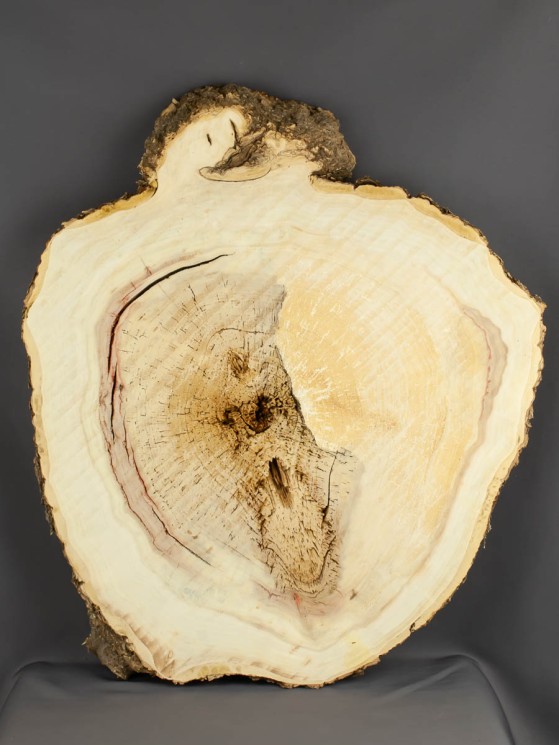 Спил дерева клён d 45-52 см ТВ-1727