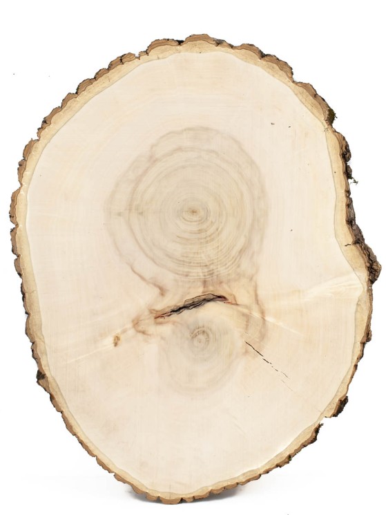 Спил клёна 28-34 см ТВ-734