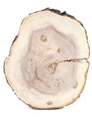 Спил дерева вяз (карагач) d 35-42 см ТВ-1128