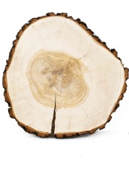 Спил дерева ива d 34-36 см, толщина 36-37 мм ТВ-110