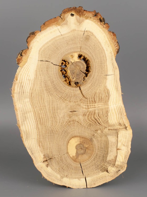 Спил дерева дуб d 17-25 см ТВ-1825