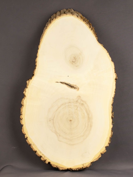 Спил дерева клён d 25-45 см ТВ-1730