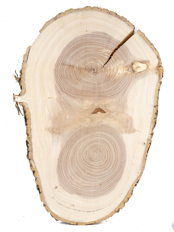 Спил дерева ясень d 30-46 см ТВ-1130