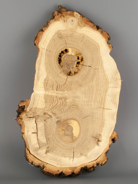 Спил дерева дуб d 17-30 см ТВ-1826