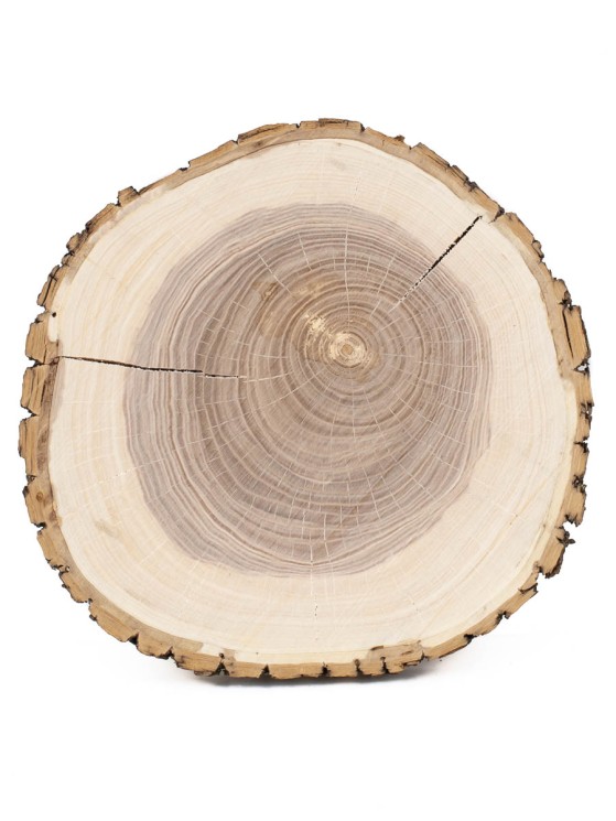 Спил дерева ясень d 21-23 см КЛ-0012