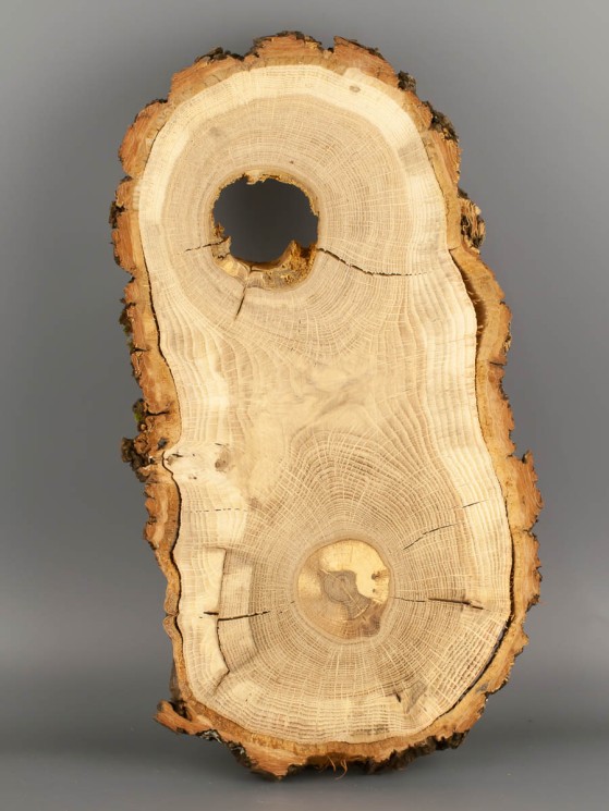 Спил дерева дуб d 17-33 см ТВ-1827