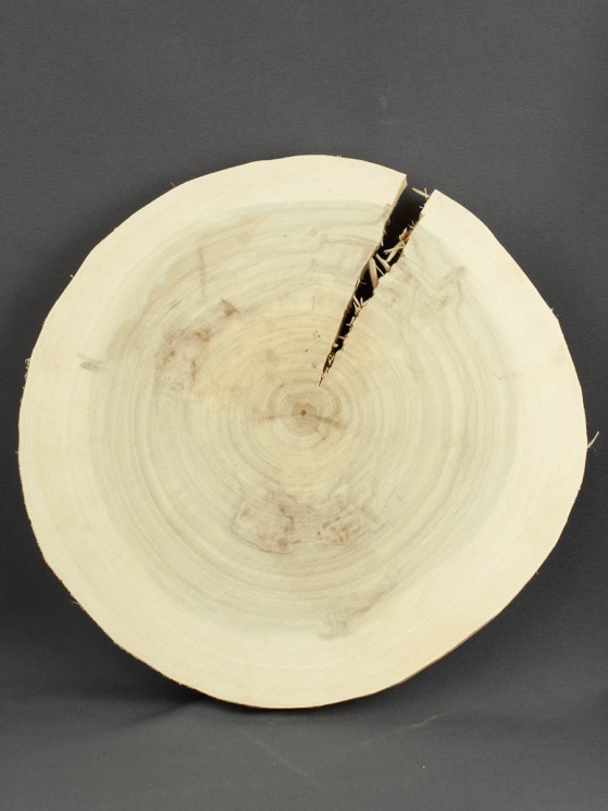 Спил дерева тополь d 25-26 см, толщина 15-20 мм ТВ-403