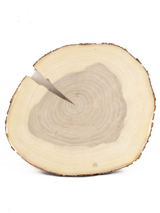 Спил дерева вяз d 30х34 см, толщина 30х35 мм (1 шт.) ТВ-436