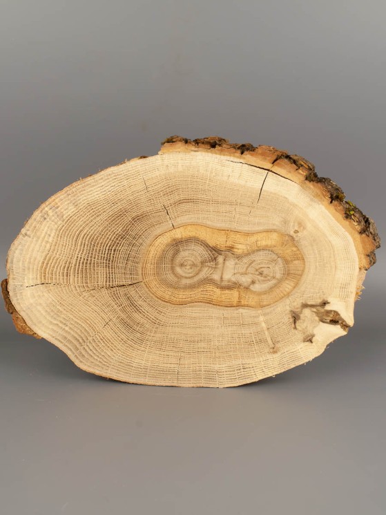 Спил дерева дуб d 18-28 см ТВ-1828