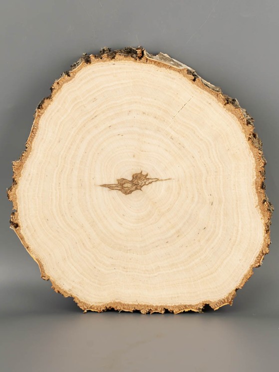 Спил дерева берёза d 21-23 см ТВ-2067