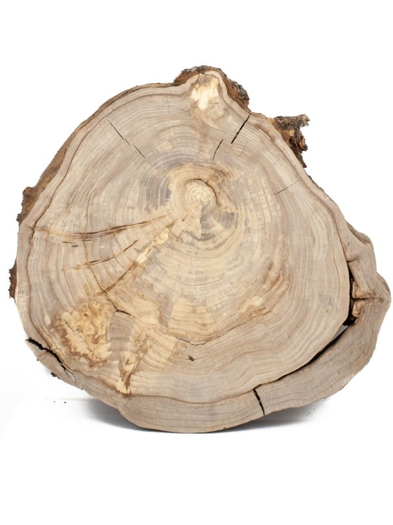 Спил дерева вяз (карагач) d 35-37 см ТВ-1576