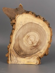 Спил дерева вяз (карагач) d 14-20 см ТВ-1943