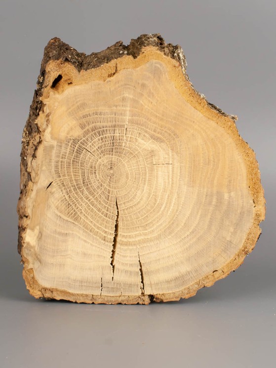 Спил дерева дуб d 16-20 см ТВ-1831