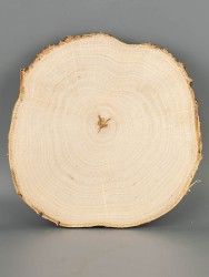Спил дерева берёза d 19-21 см ТВ-2069