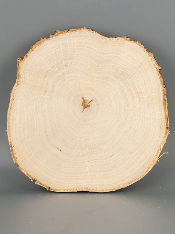 Спил дерева берёза d 19-21 см ТВ-2069