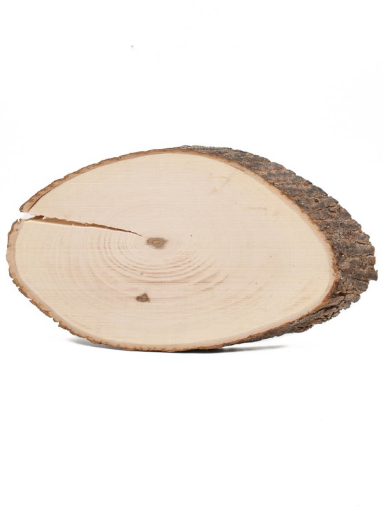 Спил клёна 12-22 см ТВ-677