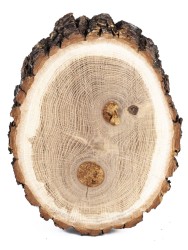 Спил дерева дуб d 16-20 см ТВ-1118