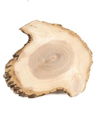 Спил дерева ясень d 22-25 см ТВ-1385