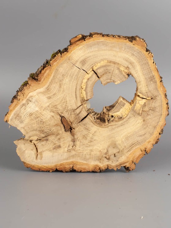 Спил дерева дуб d 17-22 см ТВ-1832